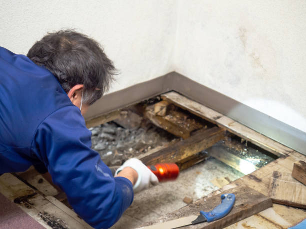 Best Residential Mold Remediation in Douglasville, GA