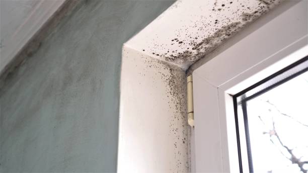 Best White Mold Remediation in Douglasville, GA
